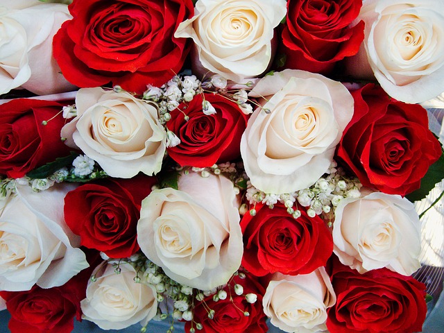 červené a bílé růže